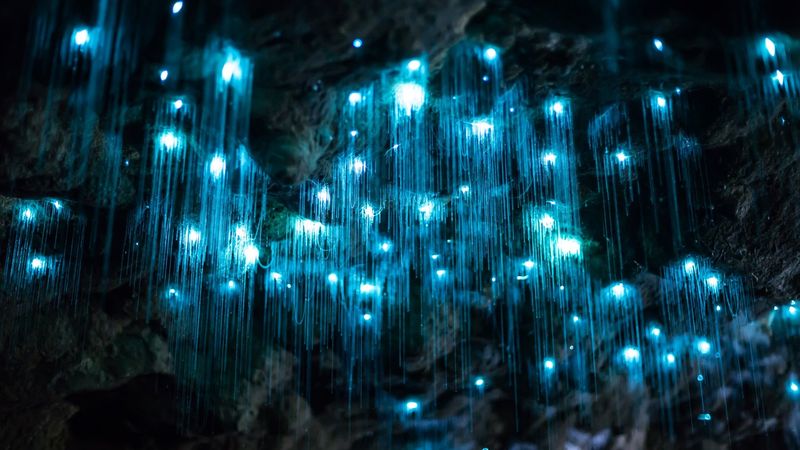 Glowworms Are Predators