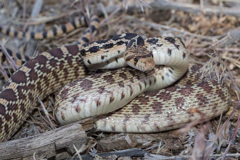 Nevada – Great Basin Gopher Snake