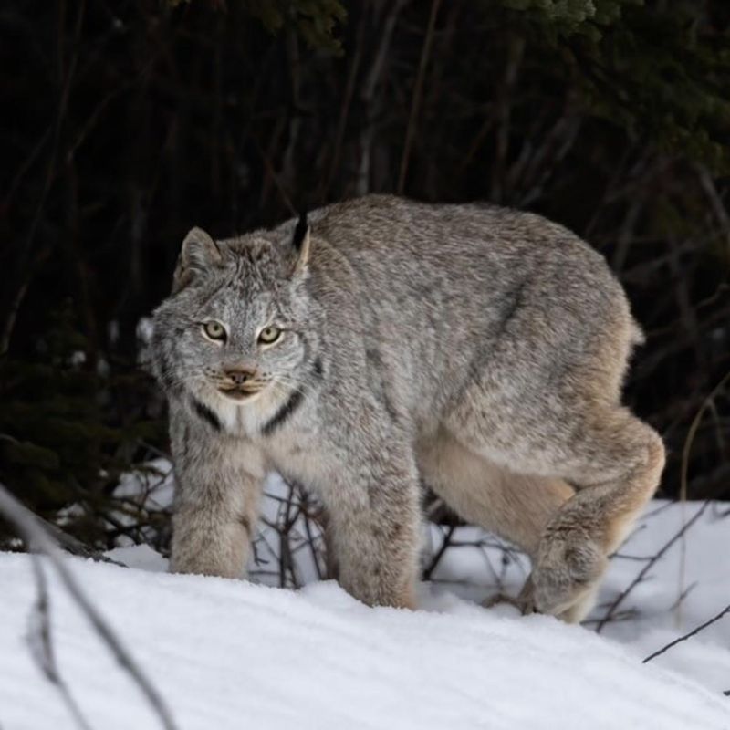 New Hampshire – Canada Lynx