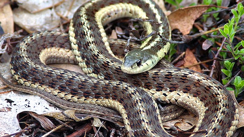 New Hampshire – Eastern Garter Snake
