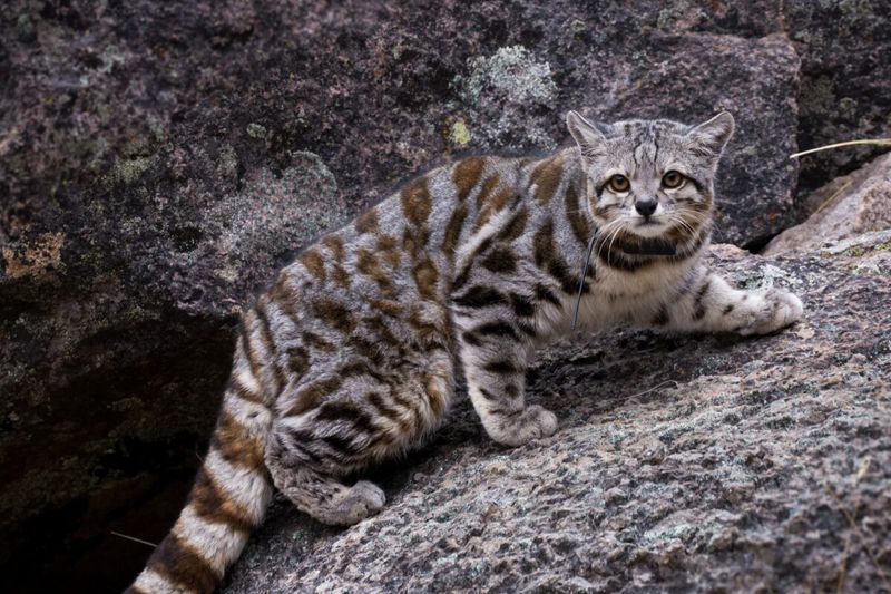 Rare Wild Feline Finally Spotted In The Andes Mountains