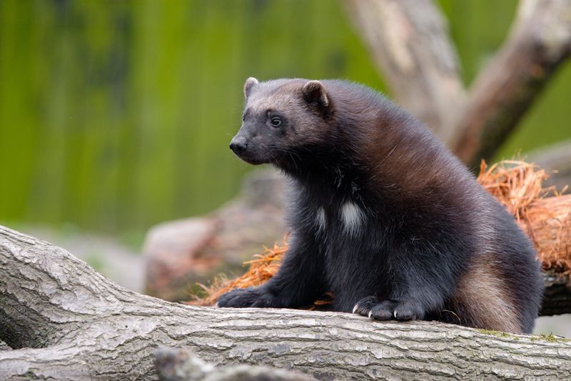 Wolverine
