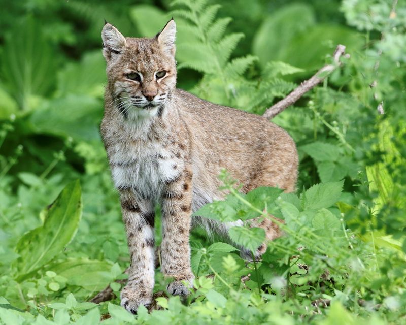 New Jersey – Bobcat