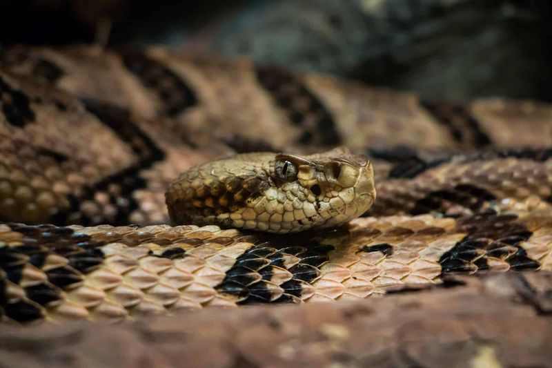 New Jersey – Eastern Kingsnake