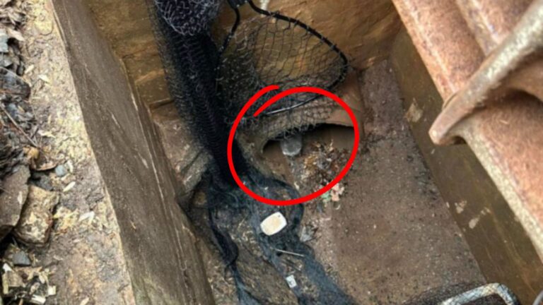 kitten trapped in storm drain