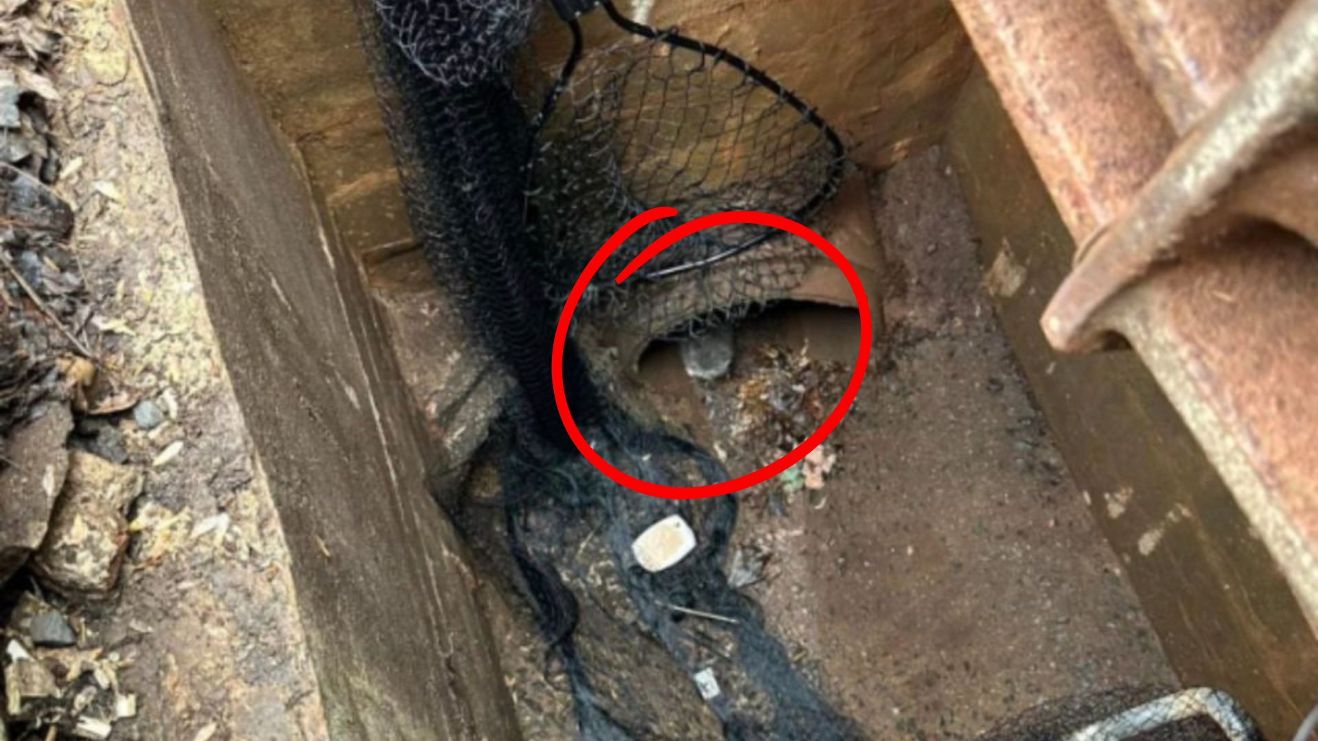 kitten trapped in storm drain