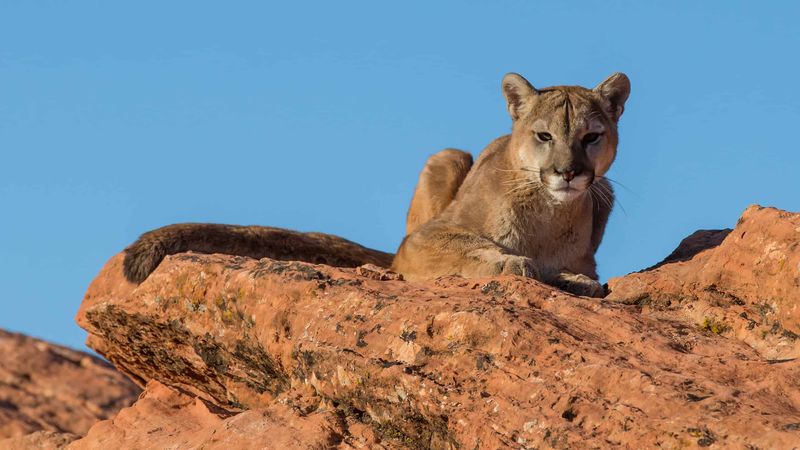 New Mexico – Cougar