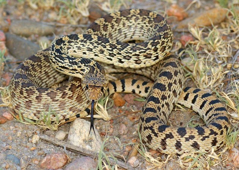 New Mexico – Bullsnake