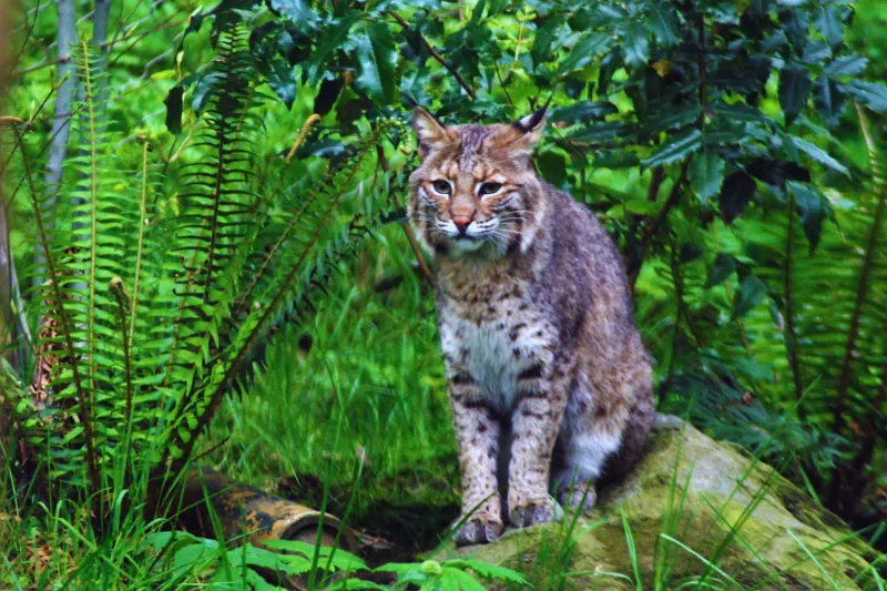 New York – Bobcat
