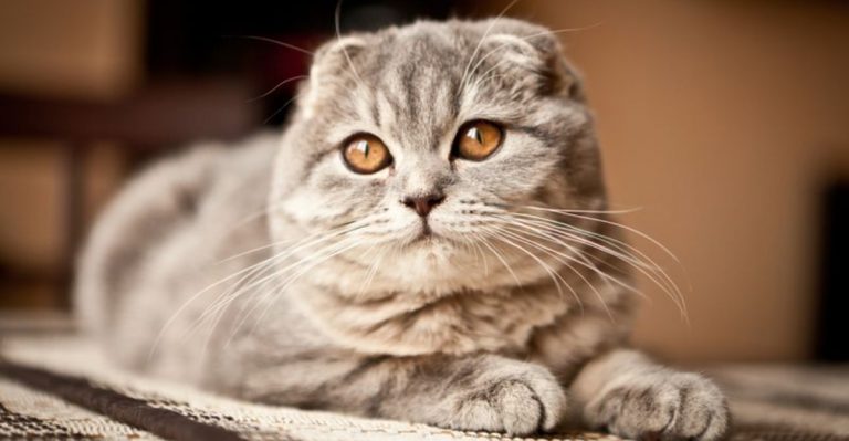New York Cat Owners Say These Are The Most “Independent Yet Affectionate” Breeds