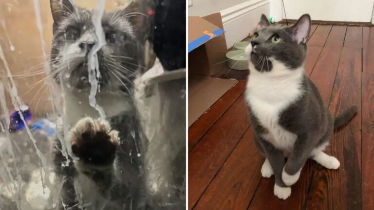 New York Rescuers Stunned To Find Cat Still Alive After Months Locked In A Closed Dry Cleaner