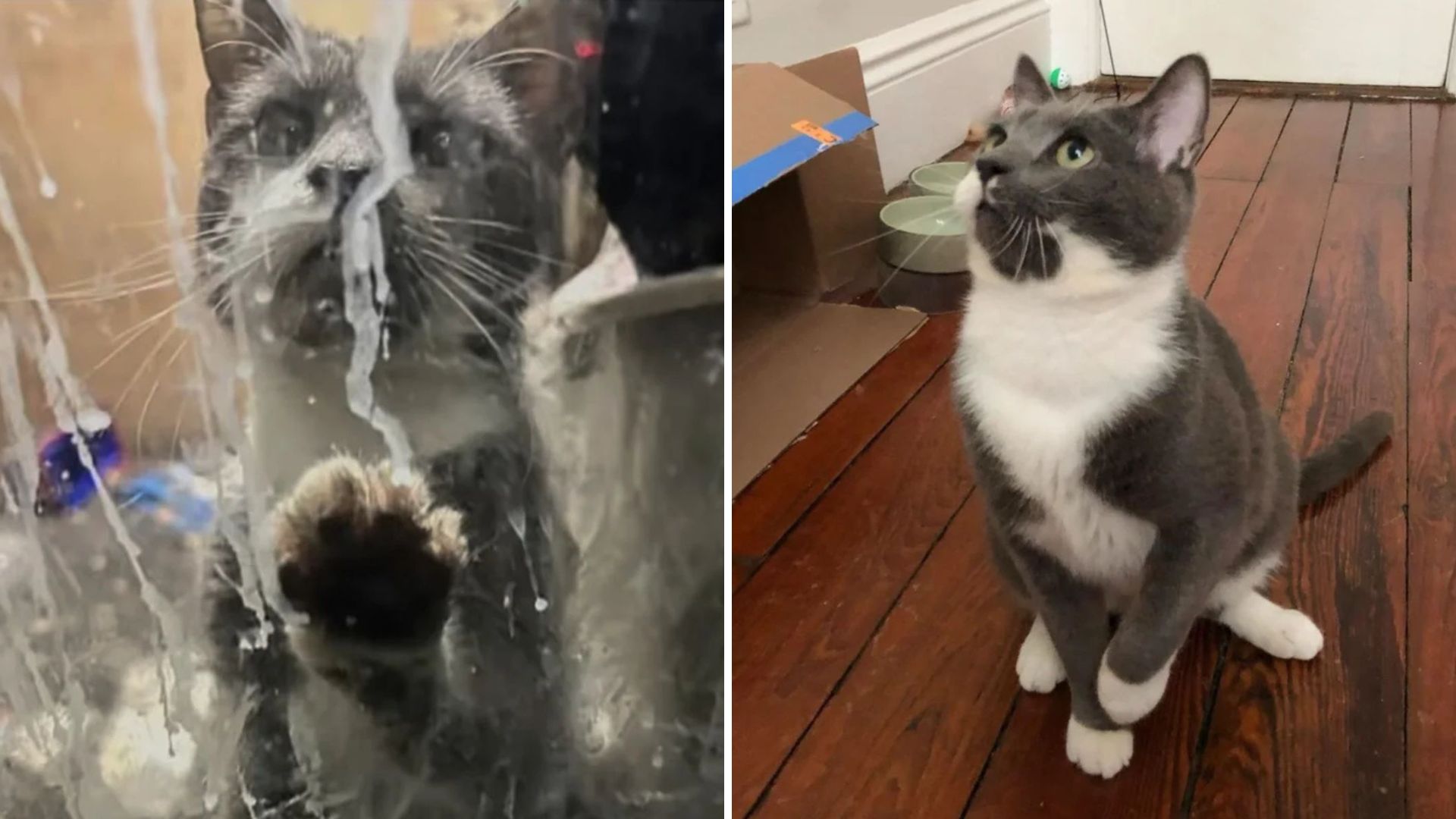 New York Rescuers Stunned To Find Cat Still Alive After Months Locked In A Closed Dry Cleaner