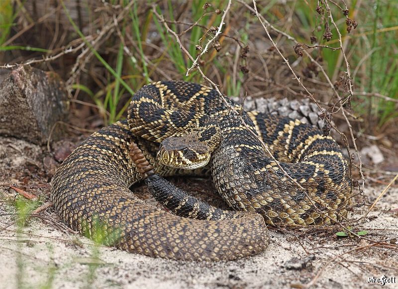 North Carolina – Eastern Diamondback Rattlesnake