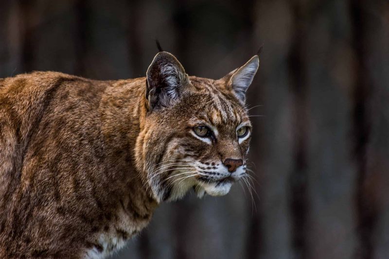 North Carolina – Bobcat