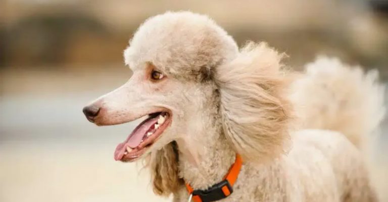 New Yorkers Are Paying Big Bucks For This “Low-Shedding” Dog
