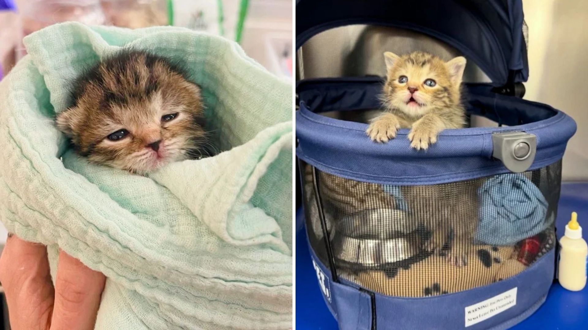 Newborn Kitten Surrendered To Massachusetts Shelter Under Sad Circumstances