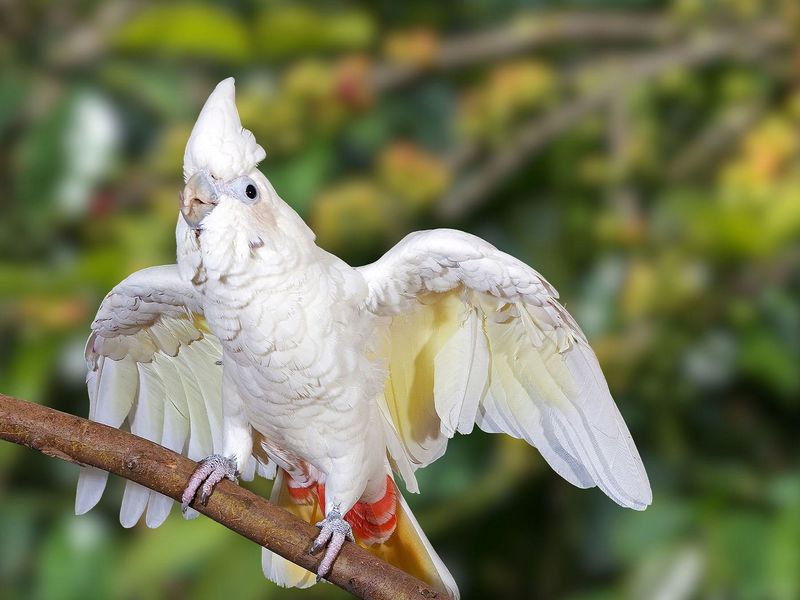 Red-vented Cockatoo