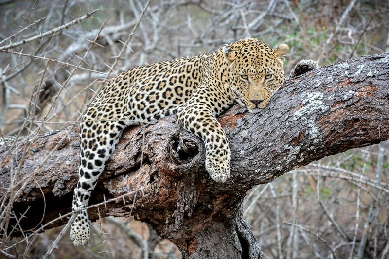 Piva Male Leopard's Death