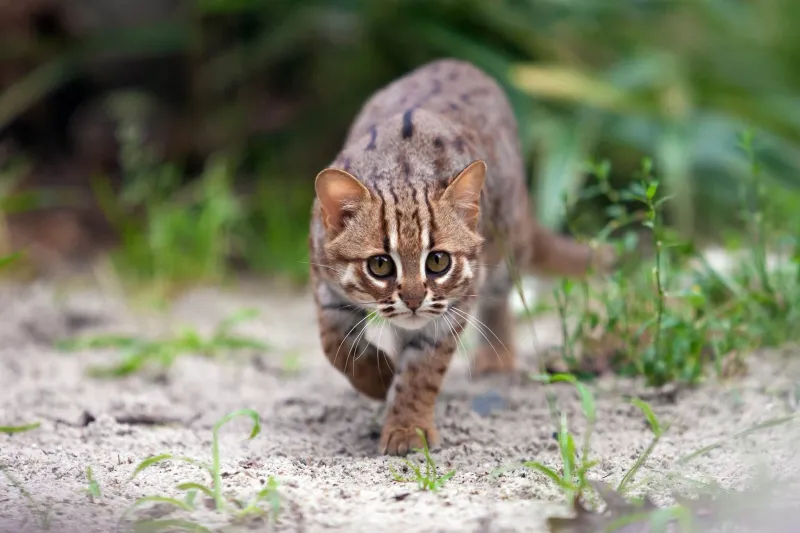Diet And Hunting Habits