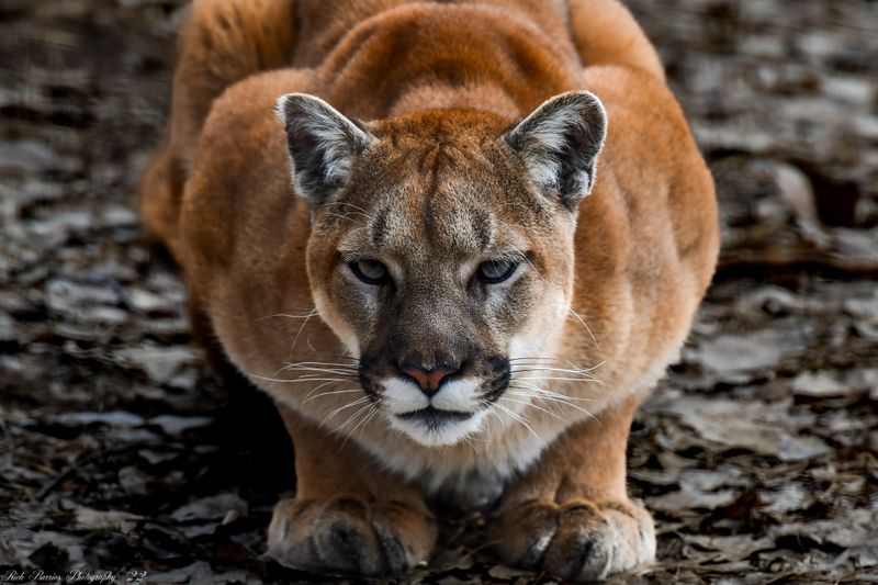 North Dakota – Cougar