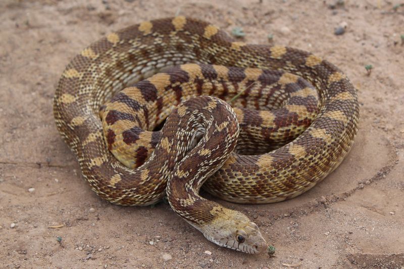 North Dakota – Bullsnake