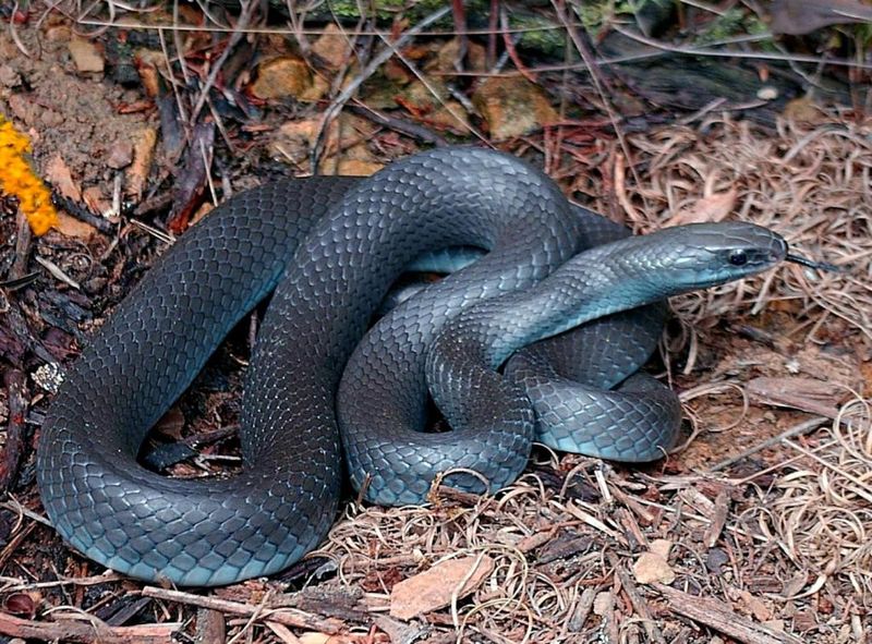 Ohio – Eastern Black Racer
