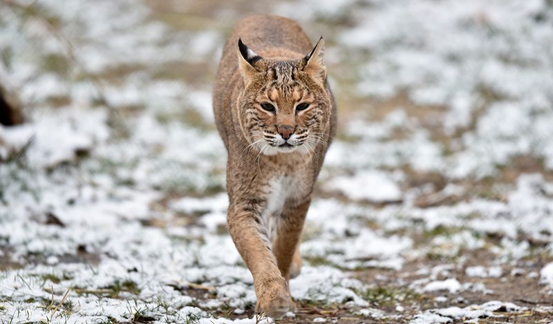 Ohio – Bobcat