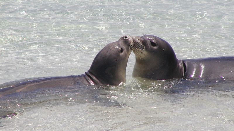 Hawaiian Monk Seal