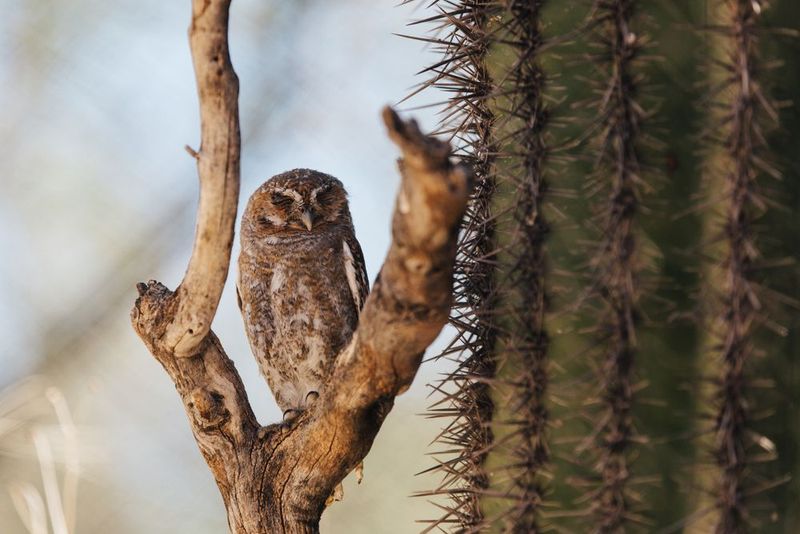 Elf Owl (Micrathene Whitneyi)