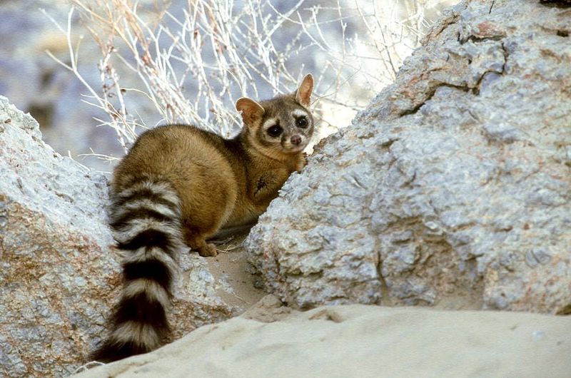 Ringtail Cat