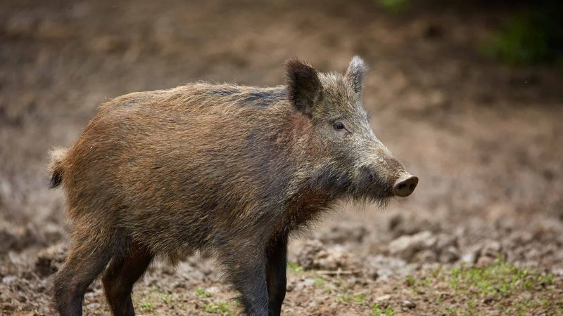 Feral Hogs: Bulldozers With Tusks