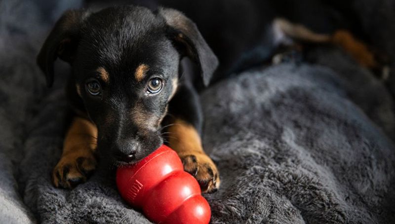 Taking Away Their Favorite Toys Or Treats Suddenly
