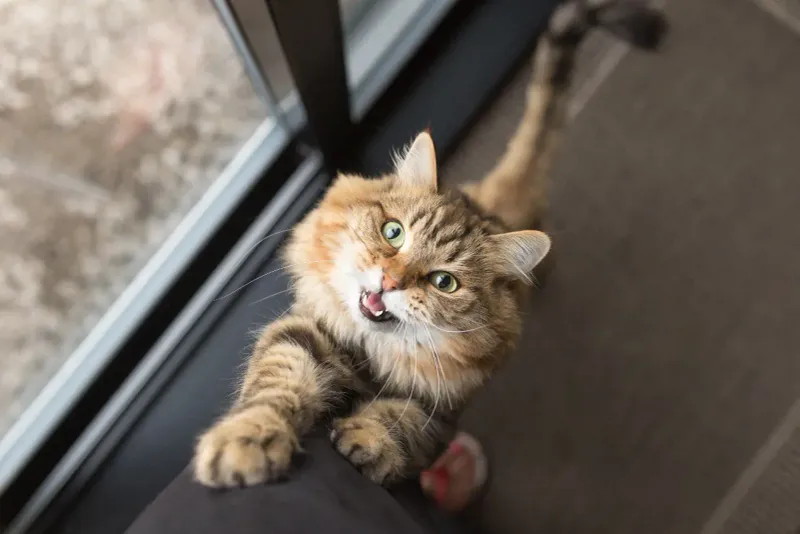 Showing Their Playful Side