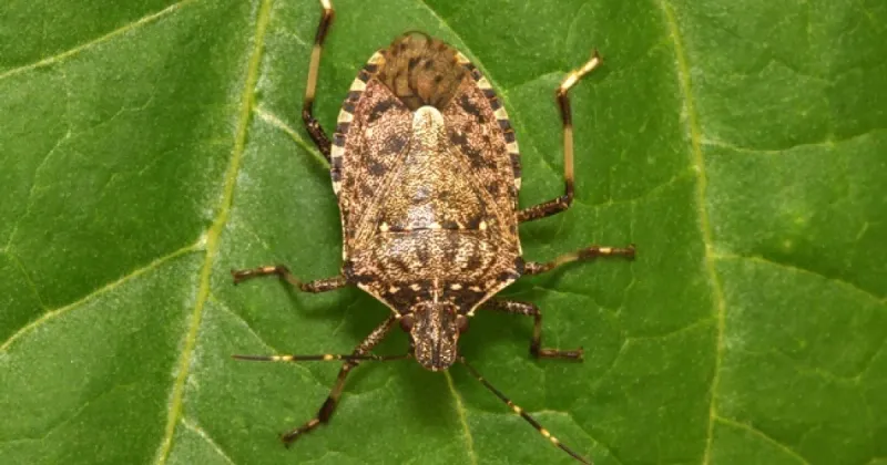 Brown Marmorated Stink Bug: The Smelly Home Invader