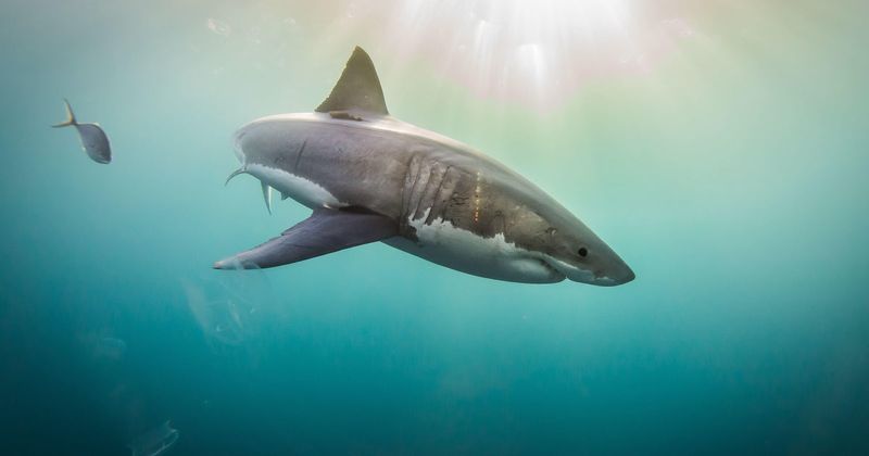 Sharks Are Misunderstood