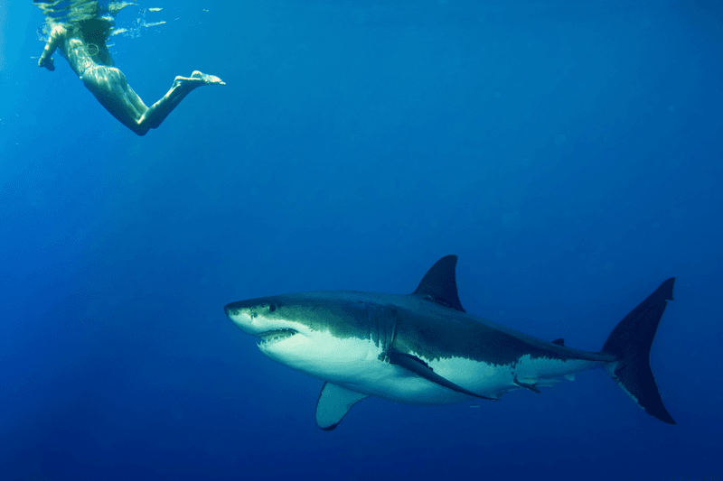 Why Sharks Aren't Interested In Eating Humans