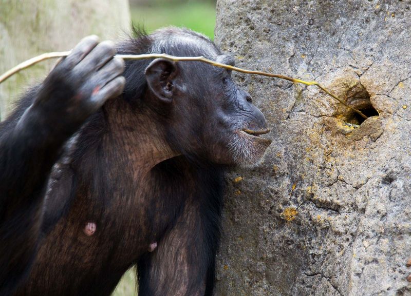 Chimpanzee