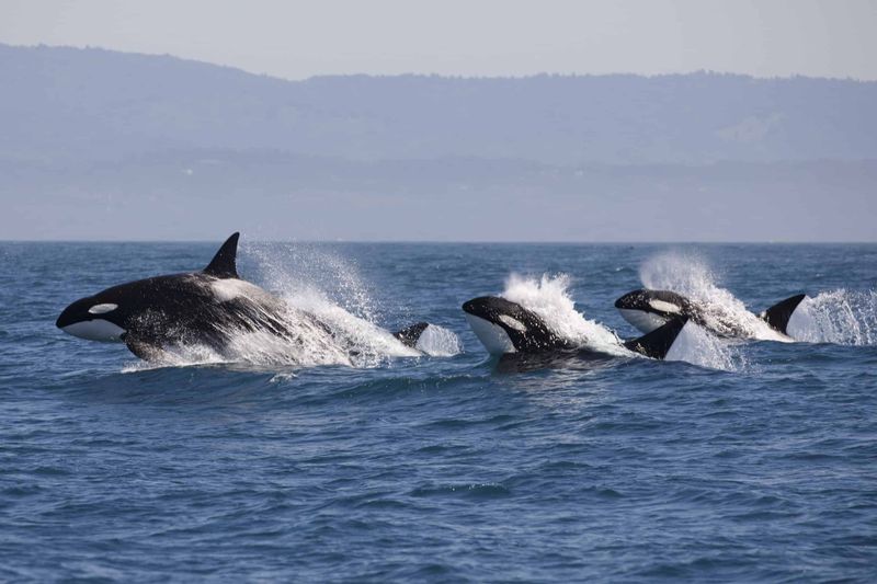 Whales