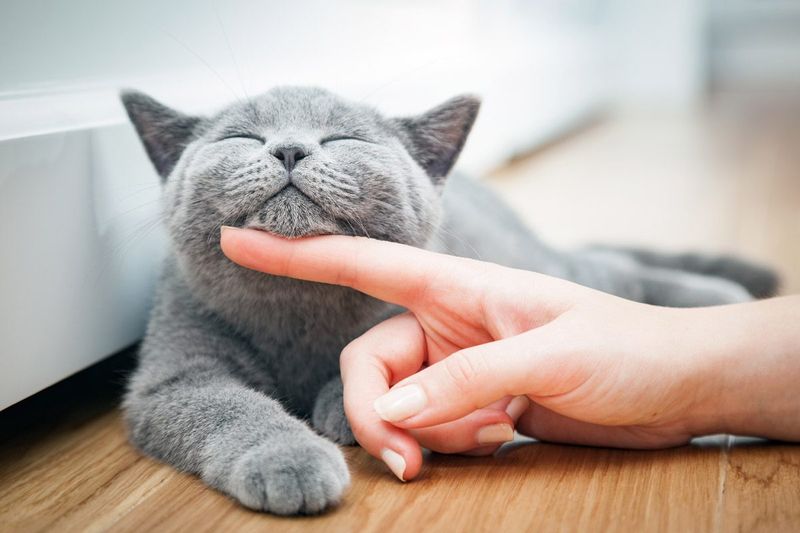 Purring In Your Presence