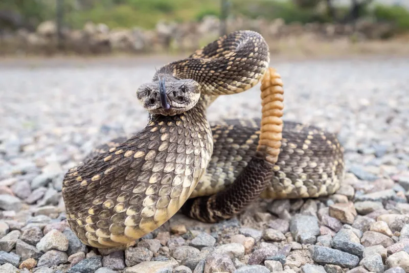 Oklahoma – Western Diamondback Rattlesnake