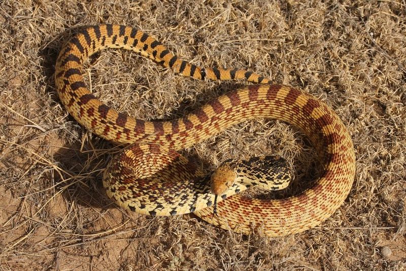 Oregon – Gopher Snake