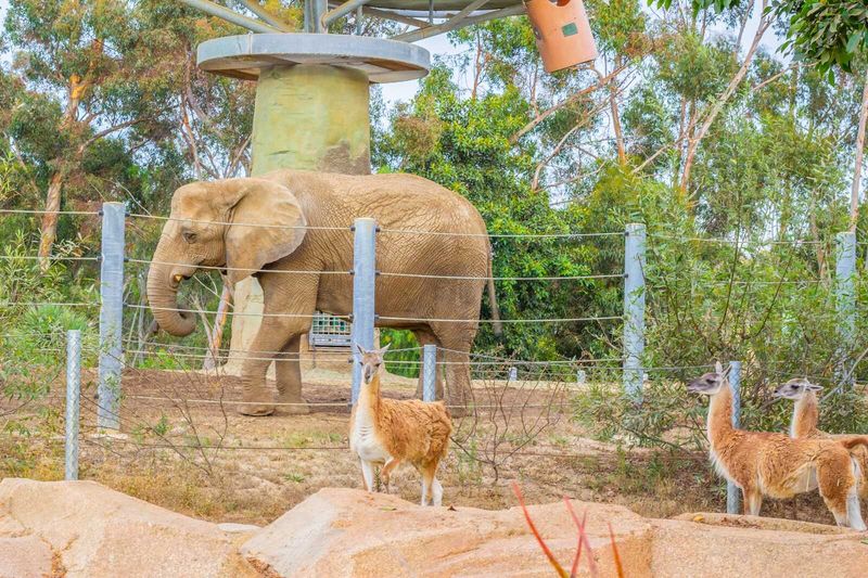 San Diego Zoo – San Diego, CA