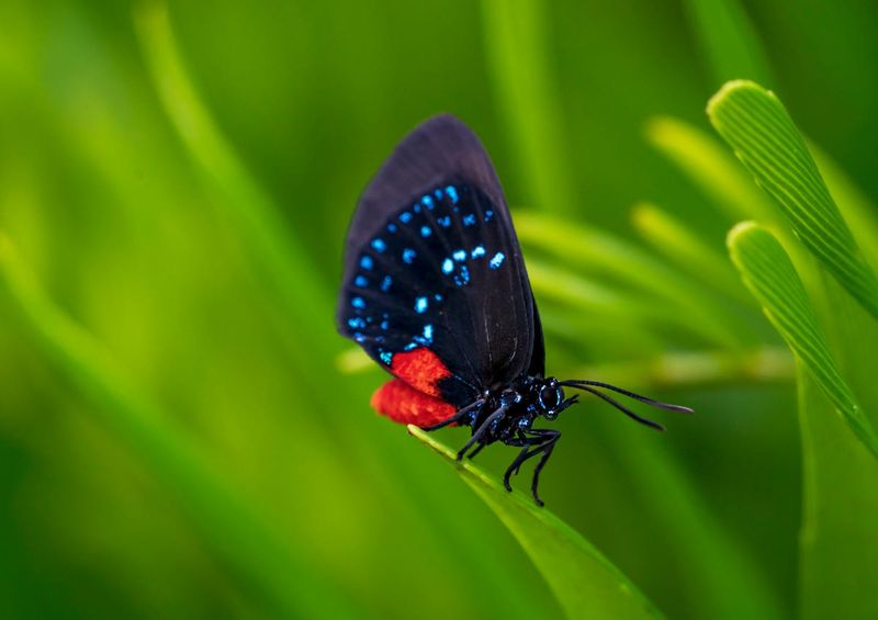 The Atala Butterfly, A Rarity In America's Natural History