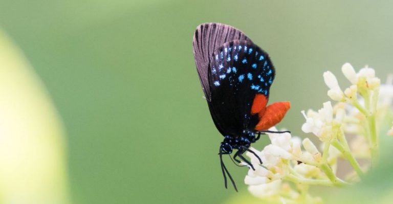 Once Thought Extinct, America’s Rarest Butterfly Makes An Extraordinary Comeback In Florida