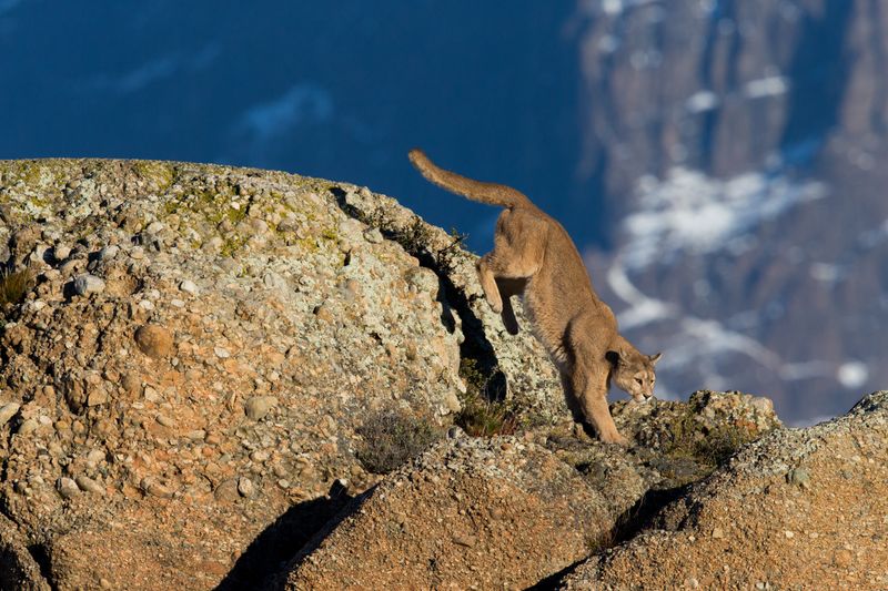 Mountain Lions Are Protected In California