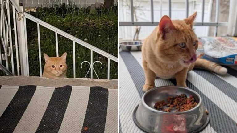 orange cat