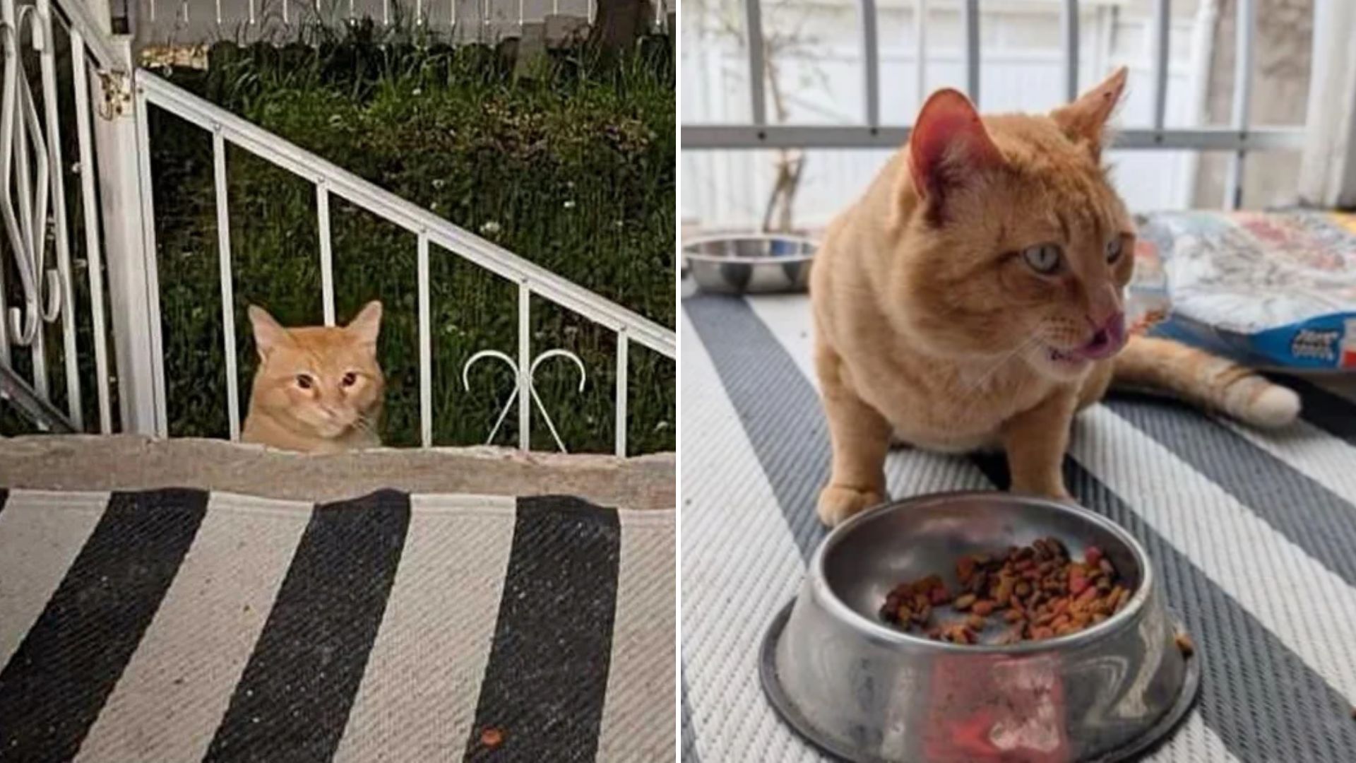 orange cat
