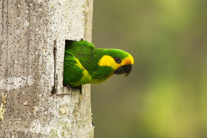 Yellow-eared Parrot