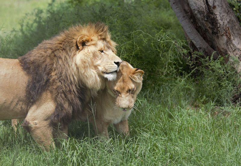 Lions