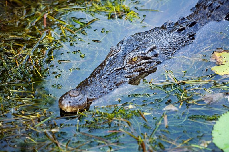 Saltwater Crocodiles